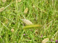 Alopecurus arundinaceus