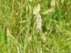 Alopecurus arundinaceus