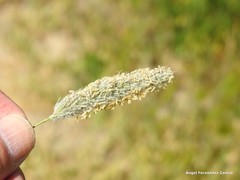Alopecurus arundinaceus