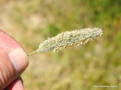 Alopecurus arundinaceus