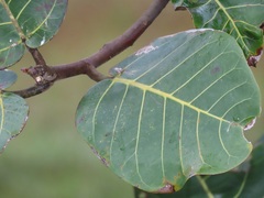 Ficus trichopoda