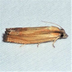 Eucosma umbrastriana