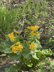 Caltha fistulosa