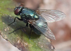 Neomyia viridescens