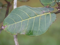 Ficus trichopoda