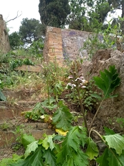 Acanthus mollis