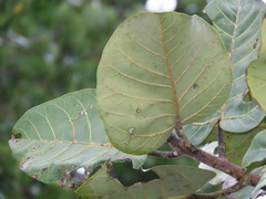 Ficus trichopoda