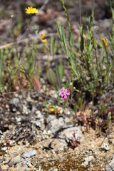 Silene scabriflora