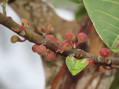 Ficus trichopoda