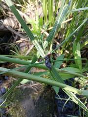 Cordulia aenea aenea