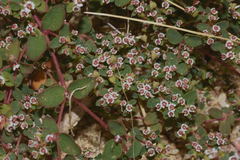 Euphorbia polycarpa
