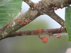 Ficus trichopoda