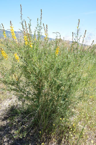 Image of Adenocarpus complicatus by (c) Caroli, some rights reserved (CC BY)