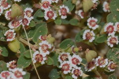 Euphorbia polycarpa