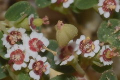 Euphorbia polycarpa