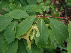 Acer carpinifolium