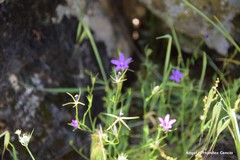 Campanula matritensis