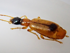 Demetrias monostigma