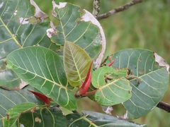 Ficus trichopoda