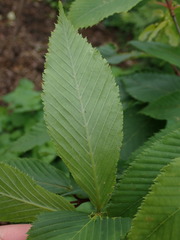 Acer carpinifolium