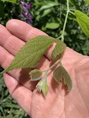 Magnoliopsida