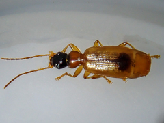 Demetrias monostigma