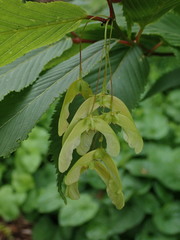 Acer carpinifolium