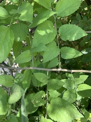 Magnoliopsida