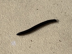 Ommatoiulus sabulosus aimatopodus