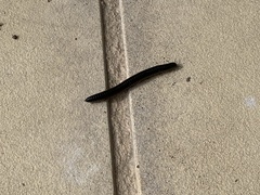 Ommatoiulus sabulosus aimatopodus