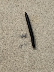 Ommatoiulus sabulosus aimatopodus