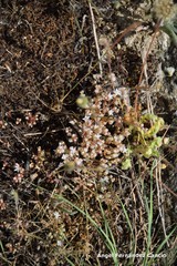 Sedum arenarium