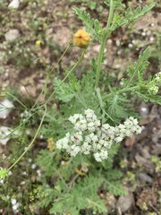 Parthenium confertum
