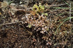 Sedum arenarium