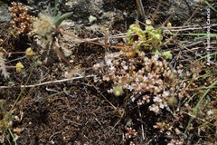 Sedum arenarium