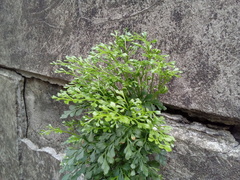 Asplenium ruta-muraria ruta-muraria