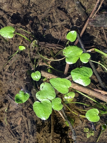 Nasturtium image