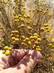 Oncosiphon pilulifer