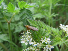 Empis digramma