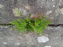 Asplenium ruta-muraria ruta-muraria