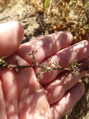 Oncosiphon pilulifer