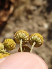 Oncosiphon pilulifer