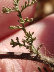 Oncosiphon pilulifer