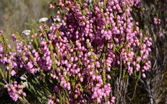 Erica filipendula