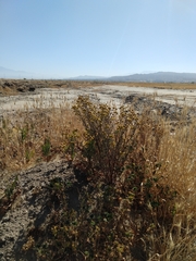 Oncosiphon pilulifer