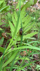 Trichiosoma triangulum