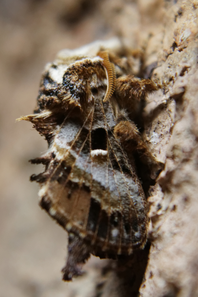 Hairy Eggerlet