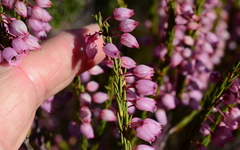 Erica filipendula
