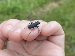 Dromochorus belfragei