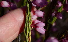 Erica filipendula
